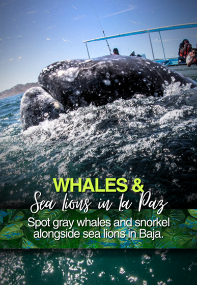 Whales Cabo San Lucas